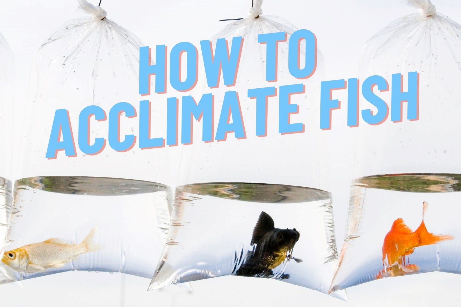How to Acclimate Fish – Mainland Aquarium