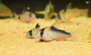 Adolfoi Corydoras