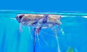 African Butterfly Fish