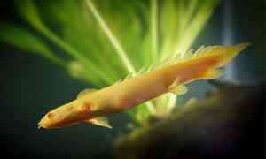 Albino Bichir