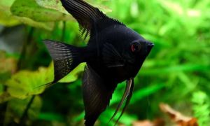 Black Angelfish