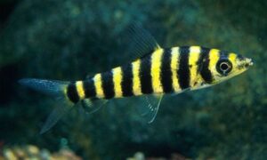 Black-Banded Leporinus