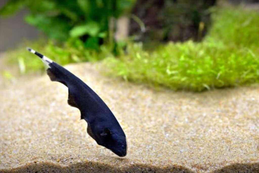 Black Ghost Knifefish Mainland Aquarium