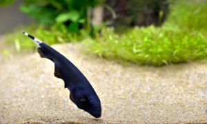 Black Ghost Knifefish