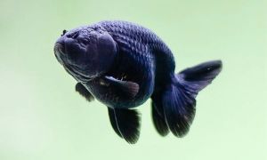Black Ranchu