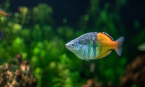 Boesemani Rainbowfish