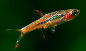 Boraras Brigittae