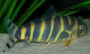 Botia Dario