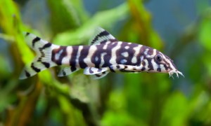Botia Lohachata