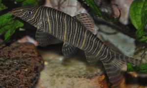 Botia Striata