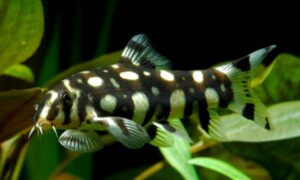 Botia Kubotai