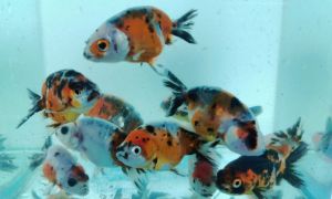 Calico Ranchu