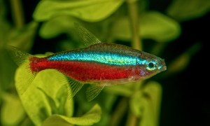 Cardinal Tetra