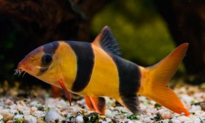 Clown Loach