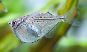 Common Hatchetfish