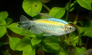 Congo Tetra