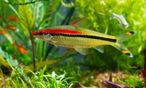 Denison Barb