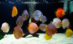 Discus (Assorted)