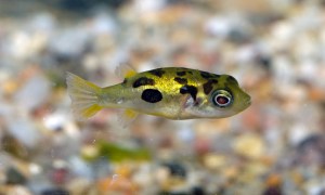 Dwarf Pufferfish - 50 pcs (Sale)