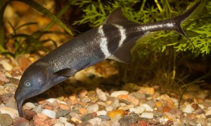 Elephantnose Fish