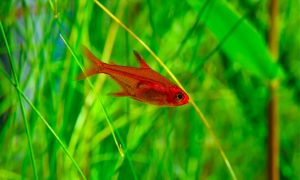 Ember Tetra