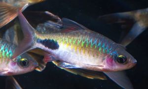 Filament barb