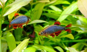 Galaxy Rasbora