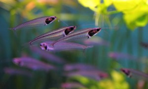 Glass Catfish