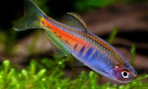 Glowlight Danio