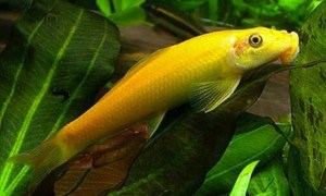 Golden Algae Eater