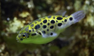 Green Spotted Puffer