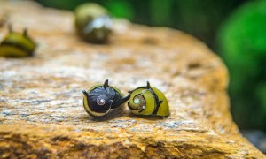 Horn Nerite Snail (5pcs)