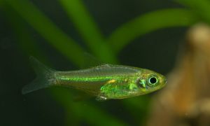 Kubotai Rasbora