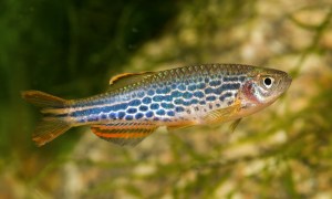 Kyathit Danio