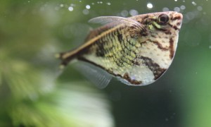 Marbled Hatchetfish
