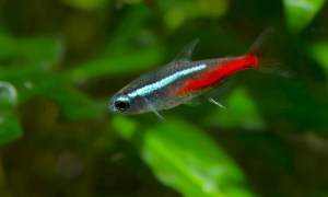 Neon Tetra