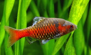 Odessa Barb