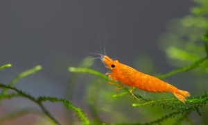 Yellow Shrimp