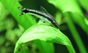 Otocinclus Catfish