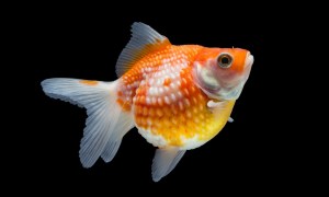 Red White Pearlscale Goldfish
