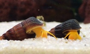 Yellow Rabbit Snail