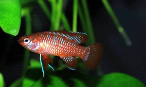 Scarlet Badis