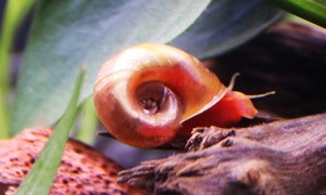 Red Ramhorn Snail