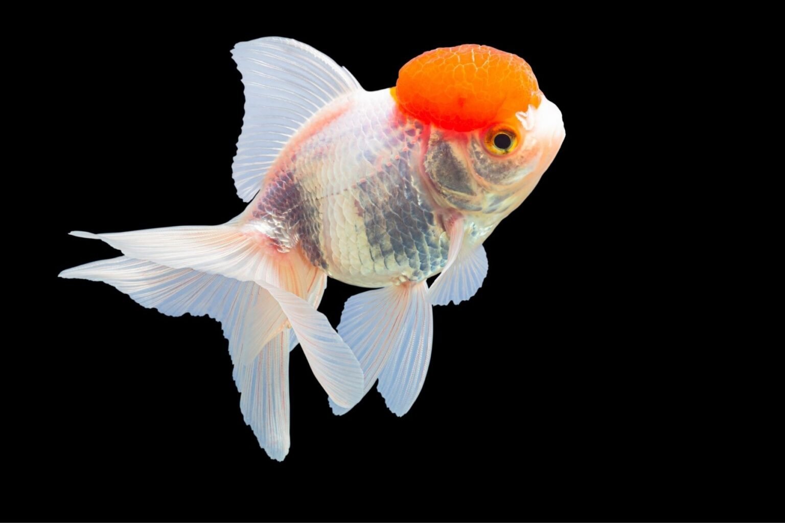 Red Cap Oranda Goldfish – Mainland Aquarium