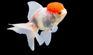 Red Cap Oranda Goldfish
