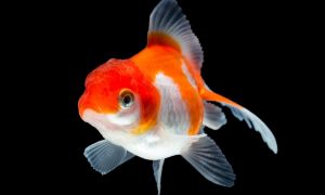 Red White Oranda Goldfish