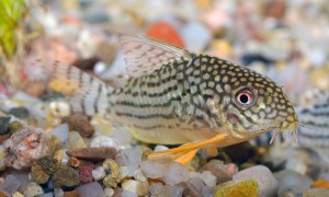 Sterbai Corydoras - 20 pcs (Sale)