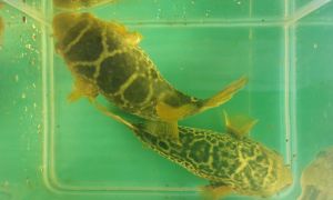 Topaz Puffer
