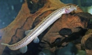 Weather Loach