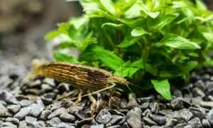 Wood Shrimp